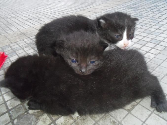 A réserver adorables chatons européens