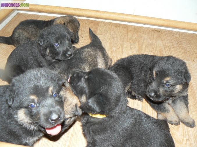 Chiots berger allemand LOF