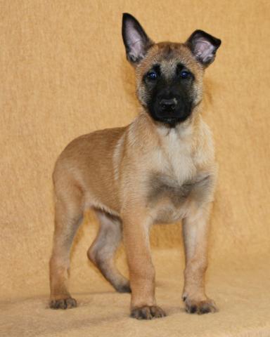 Chiots bergers malinois LOF disponibles