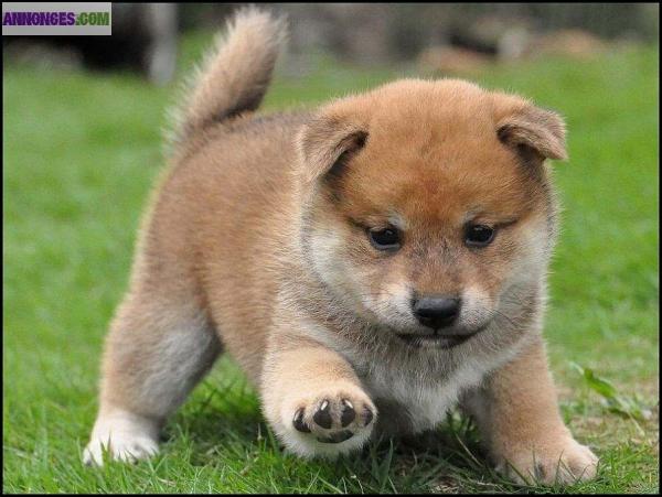 Chiots de type shiba inu non lof