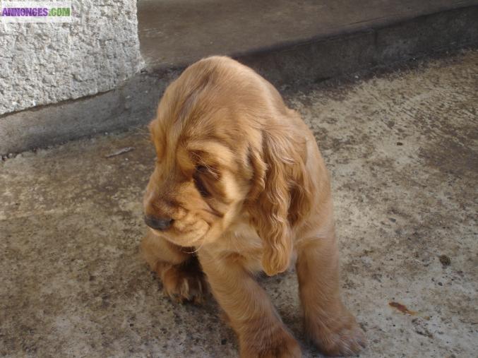 CHIOTS TYPE COCKER ANGLAIS