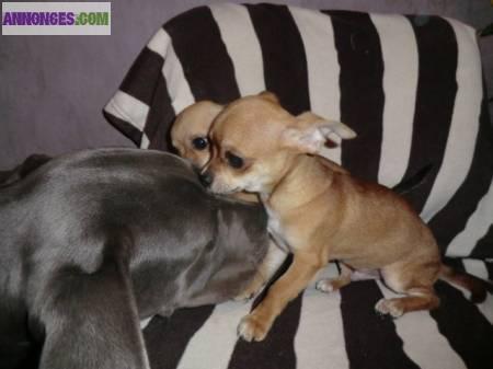 2 males (type) chihuahua beiges de 3 mois