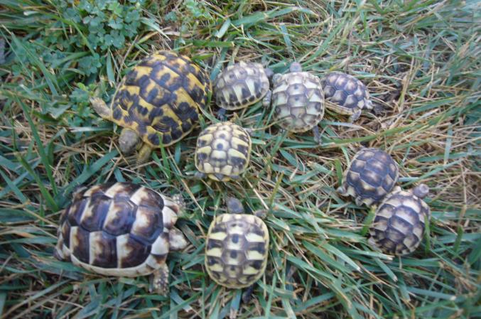 TORTUE TERRE HERMANN/MARGINATA