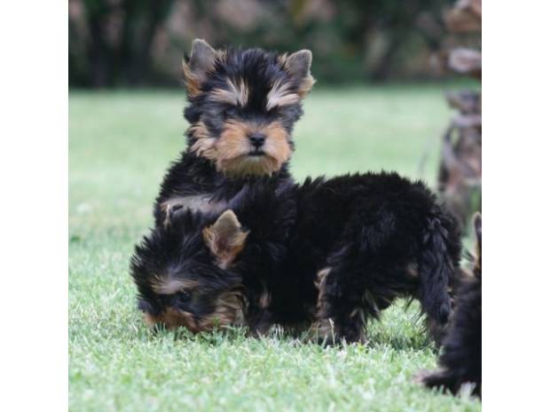 Magnifique chiots type yorkshire non lof