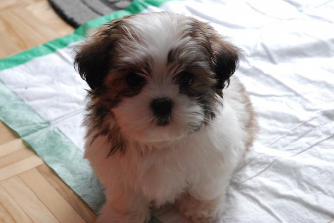 Adorable chiot Shih tzu Femelle disponible.