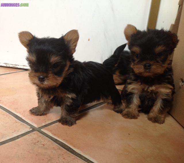 Très belles chiots Yorkshire Terrier Toy