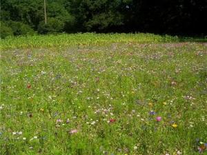 Beau terrain hors lotissement