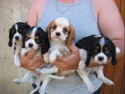 Chiots de race cavalier king charles, LOF