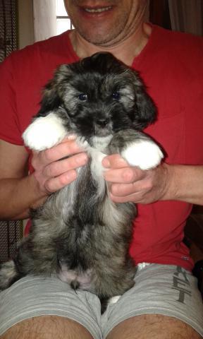 Chiots lhassa apso