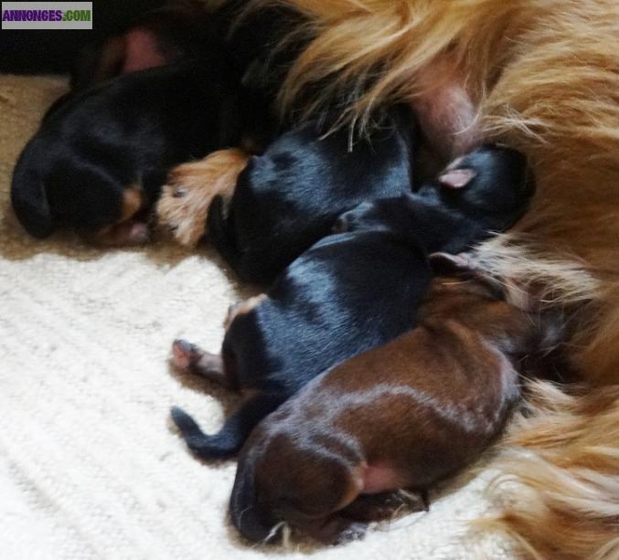 A réserver chiot type Yorkshire terrier non lof