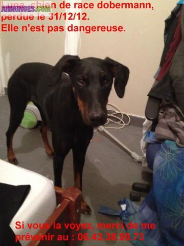 Recherche d'un dobermann