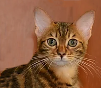 Donne un magnfique chaton bengal