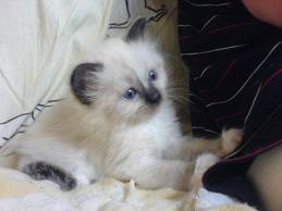 Adorable chaton sacré de birmanie a donner