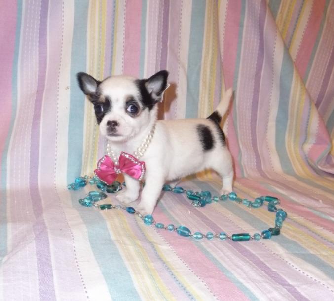 Chiot type chihuahua femelle disponible de suite