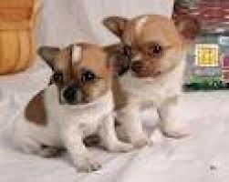 Don de mes chiots chihuahua