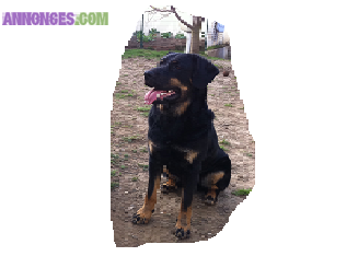 Chien type rottweiler