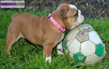 A reserver: 2 chiots type Bouledogue Anglais (non LOF).