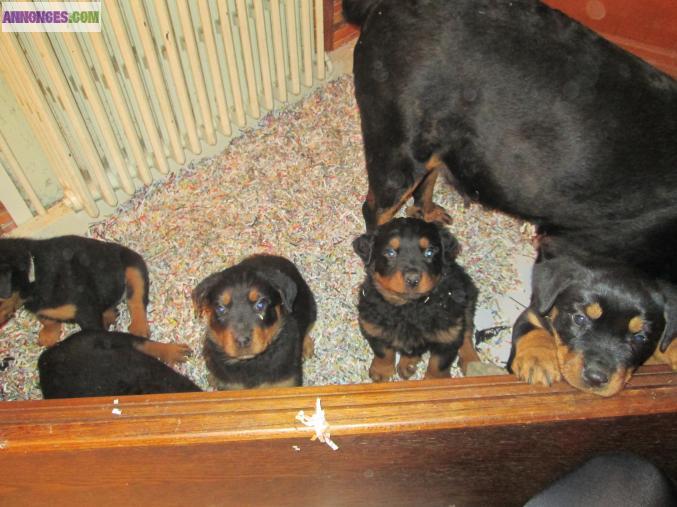 Adorable chiots rottweiller