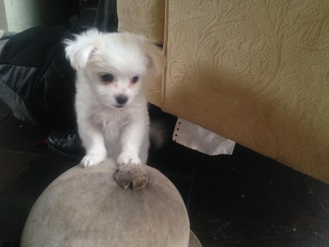 03 chiots Bichon Maltais