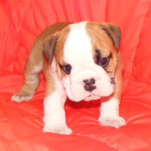 MAGNIFIQUE BULLDOG ANGLAIS