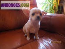 BB type chihuahua non inscrit au LOF