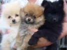 Chiots type Spitz Pomeranian