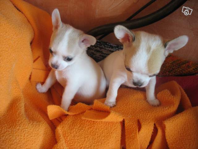 A donner chiots mini type chihuahua