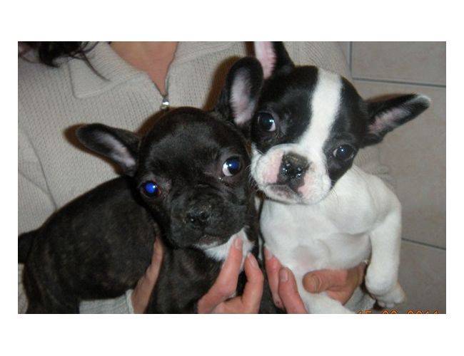 Magnifiques chiots bulldog francais