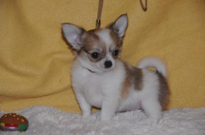 Chiot type Chihuahua poil court.