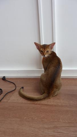 CHATONS ABYSSINS PRESTIGIEUX A PARIS