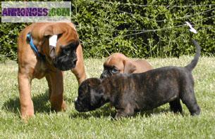 Superbes chiots boxer LOF