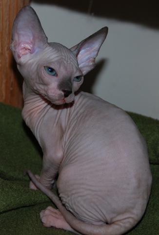 Chatons Sphynx santé