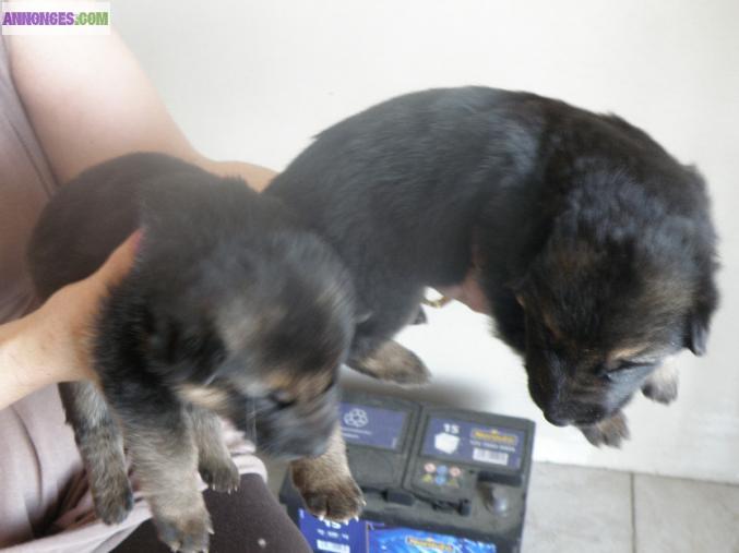 Chiots berger allemand lof