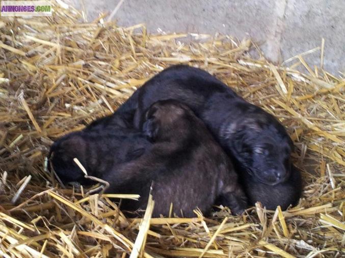 Chiots sarplaninec des lions de macedoine à réserver