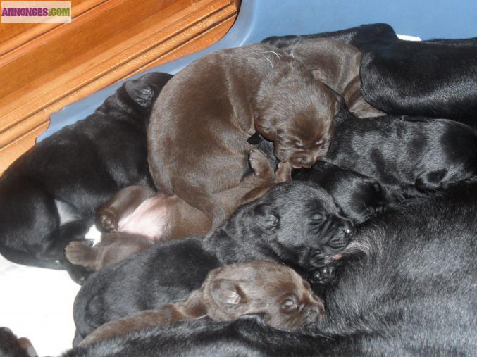 Chiots labrador