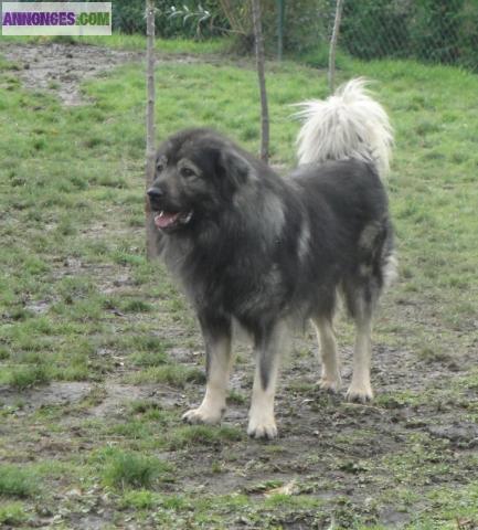 Chiots à réserver SARPLANINEC DES LIONS DE MACEDOINE