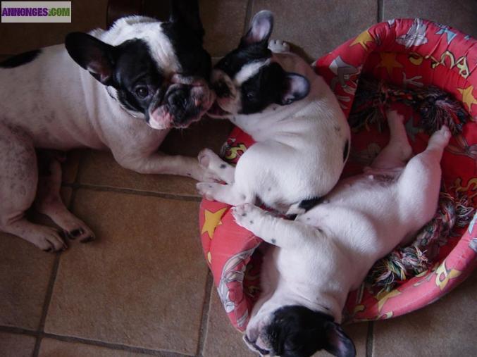 Adoptions de chiots bouledogue français