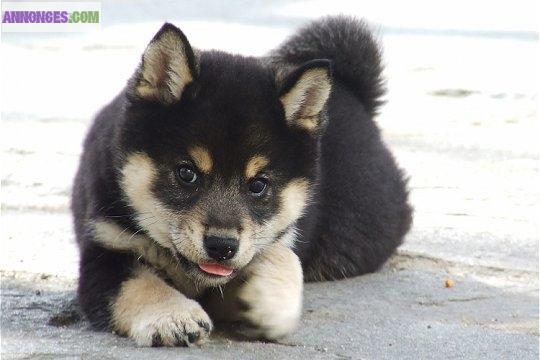 Chiots de type shiba inu non lof