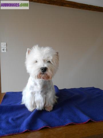 Chiots Westie au LOF