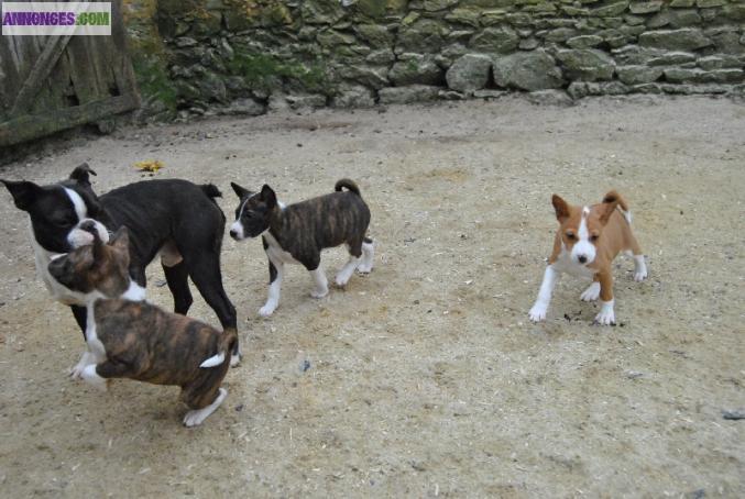 Chiots de type basenji non LOF pour adoption