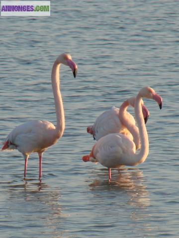 Vacances aux portes de la Camargue