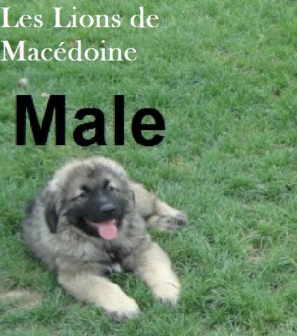 1male et 2femelles Berger Yougoslave CHIEN DE GARDE