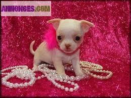 Magnifiques bebes chihuahua disponibles.