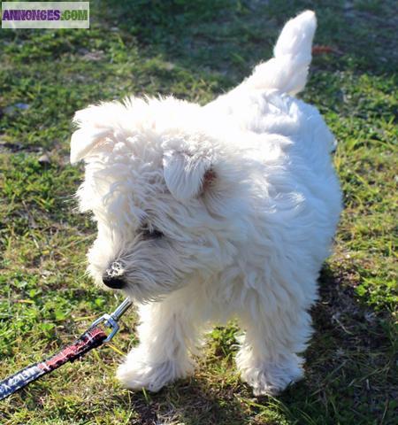 Chiots de type westie non lof