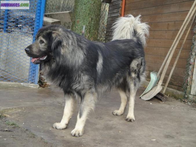 Chiots à réserver SARPLANINEC DES LIONS DE MACEDOINE