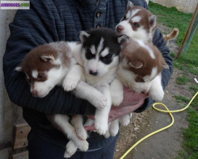 Chiots Siberian Husky LOF