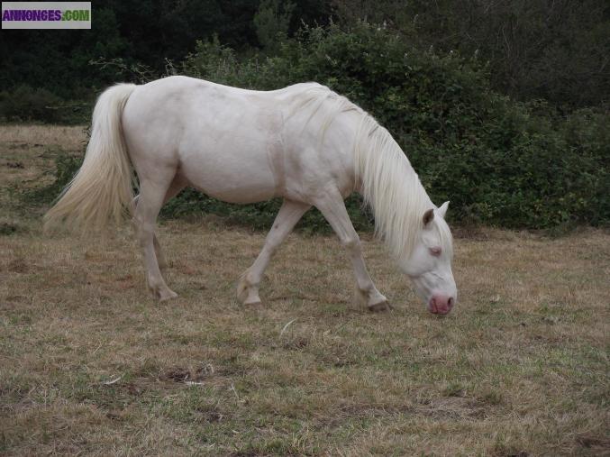 PRAIRIES POUR CHEVAUX