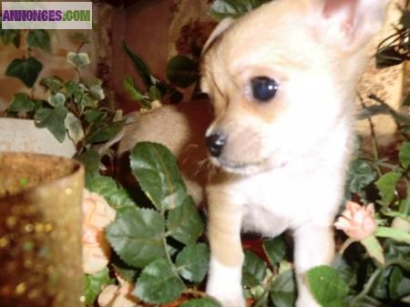 2 males (type) chihuahua beiges de 3 mois