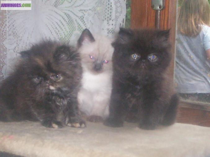 A reserver chatons type persan