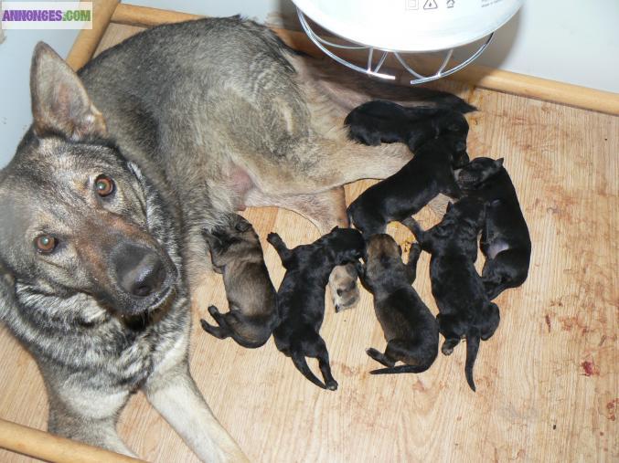 Chiots berger allemand LOF